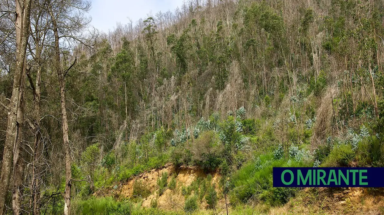 “Uma área de eucaliptos não é uma floresta é uma exploração industrial”