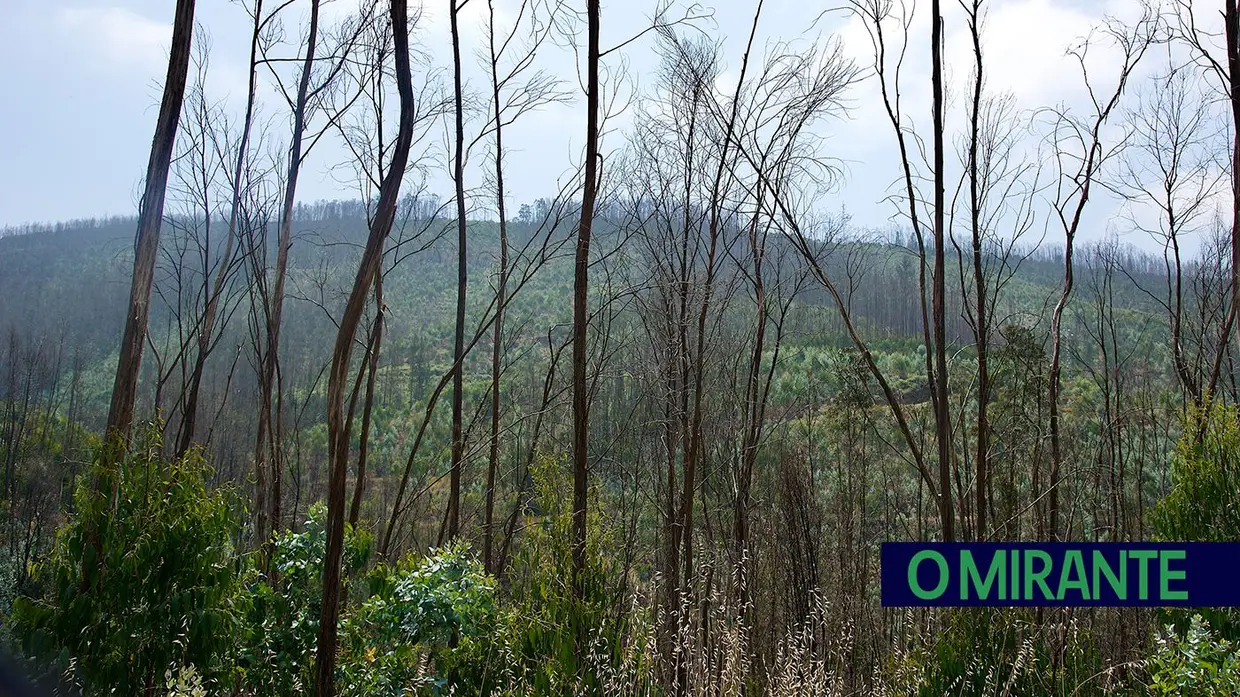 “Uma área de eucaliptos não é uma floresta é uma exploração industrial”