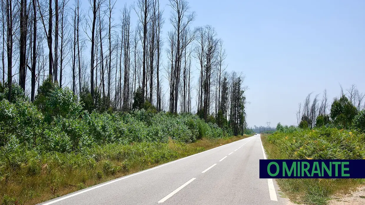 “Uma área de eucaliptos não é uma floresta é uma exploração industrial”