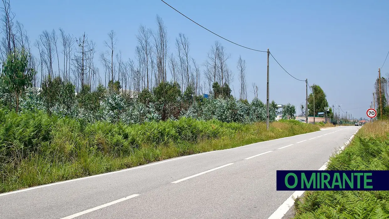 “Uma área de eucaliptos não é uma floresta é uma exploração industrial”