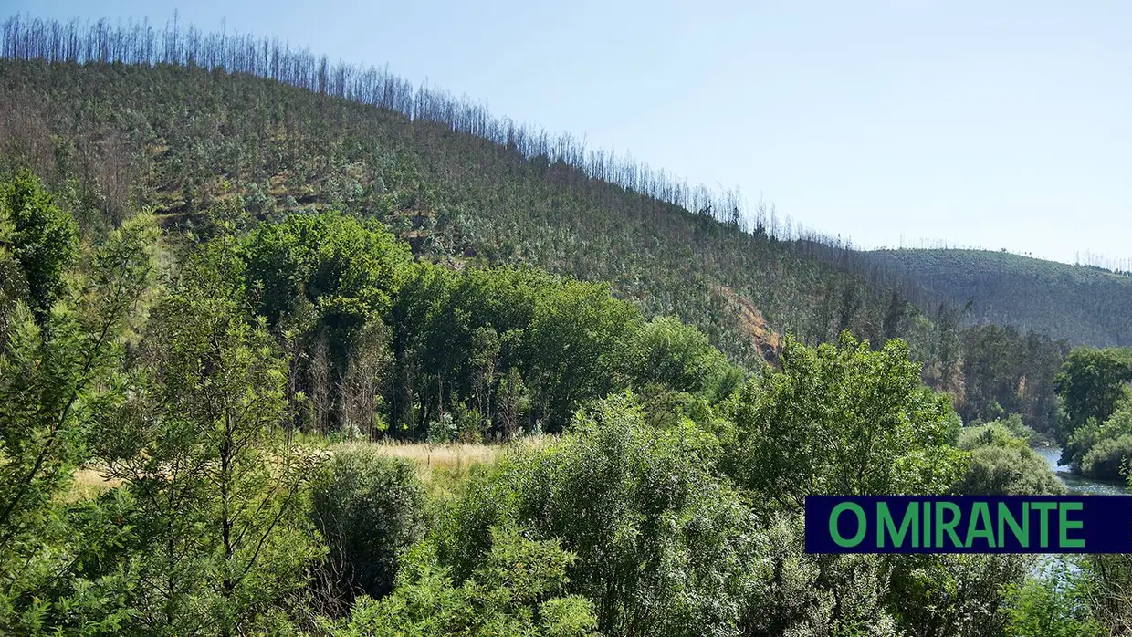 “Uma área de eucaliptos não é uma floresta é uma exploração industrial”