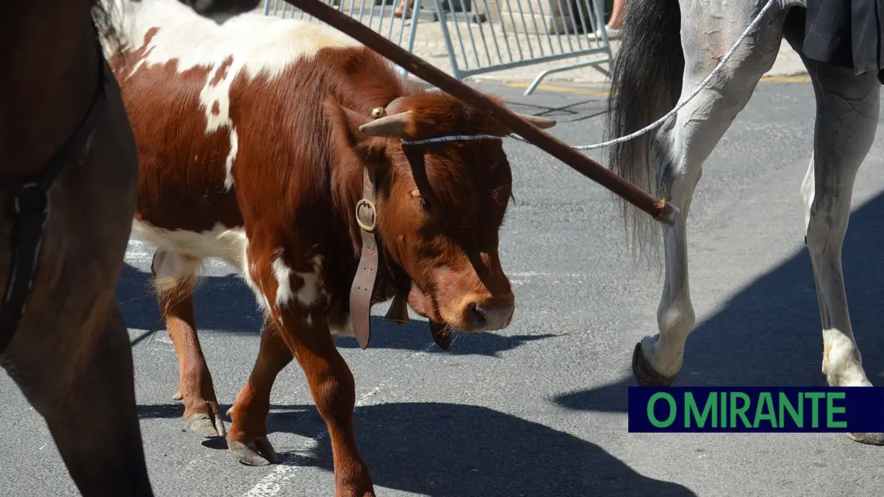 Benavente voltou a servir amizade com festa brava e sardinha assada