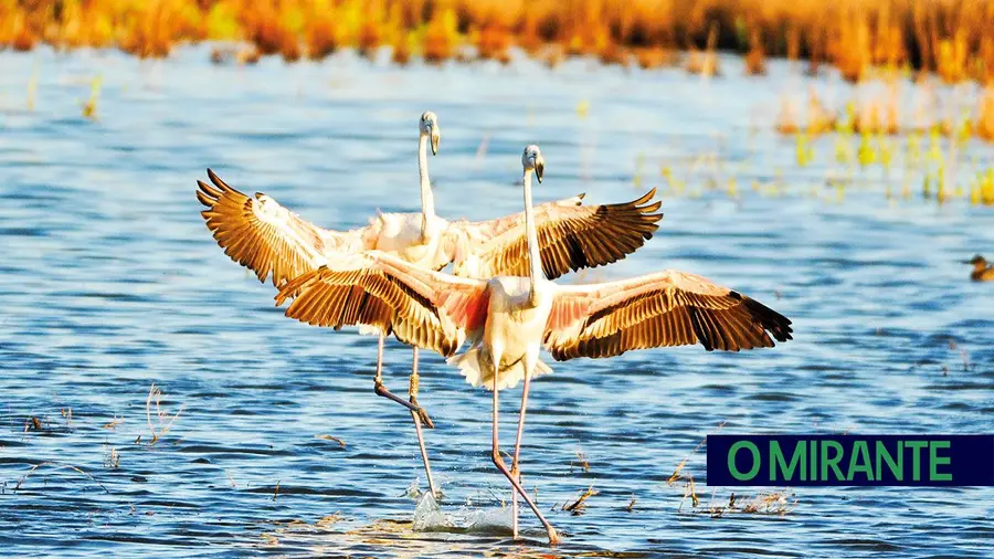 Companhia das Lezírias: um refúgio de natureza e tradição