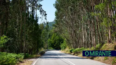 O futuro para além das cinzas: como três concelhos do interior lutam por uma melhor comunidade