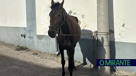 Cavalo furtado recuperado pela GNR em Peniche