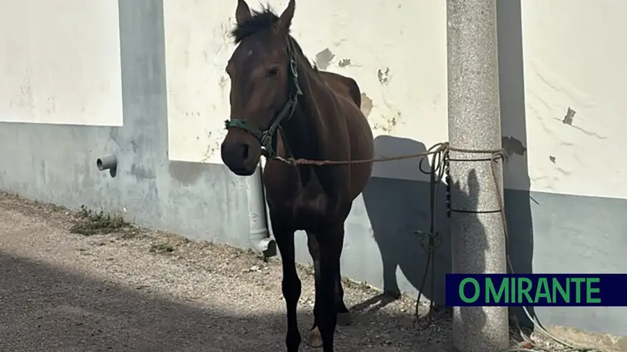Cavalo furtado recuperado pela GNR em Peniche
