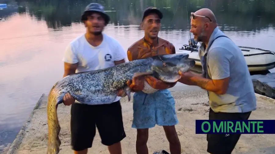 Pescadores apanham siluro de 60 quilos nas águas do Tejo em Ortiga