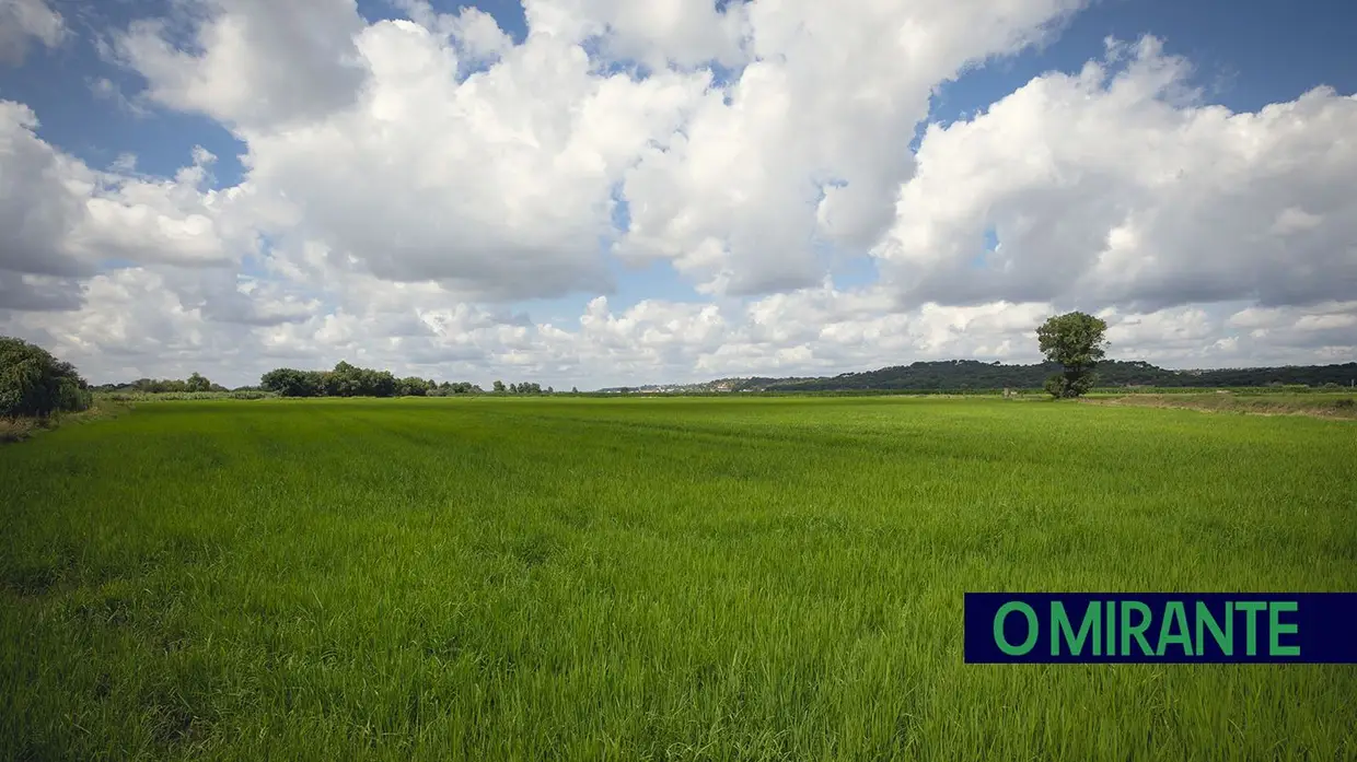 Do arroz ao pinhão: a obra de irrigação do Vale do Sorraia em Coruche