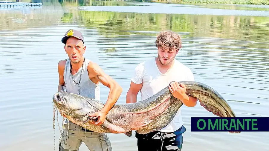 Pescadores apanham siluro de 60 quilos nas águas do Tejo em Ortiga