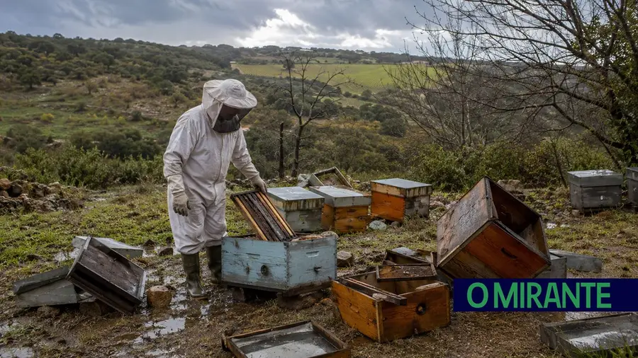 Apicultores passam a beneficiar de apoios pelos prejuízos da tempestade Kristin