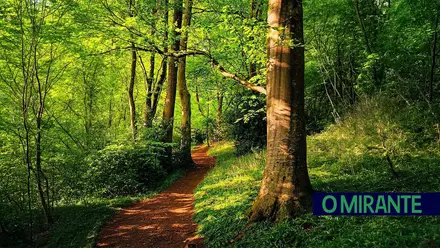 A Floresta Pinterest