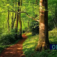 A Floresta Pinterest