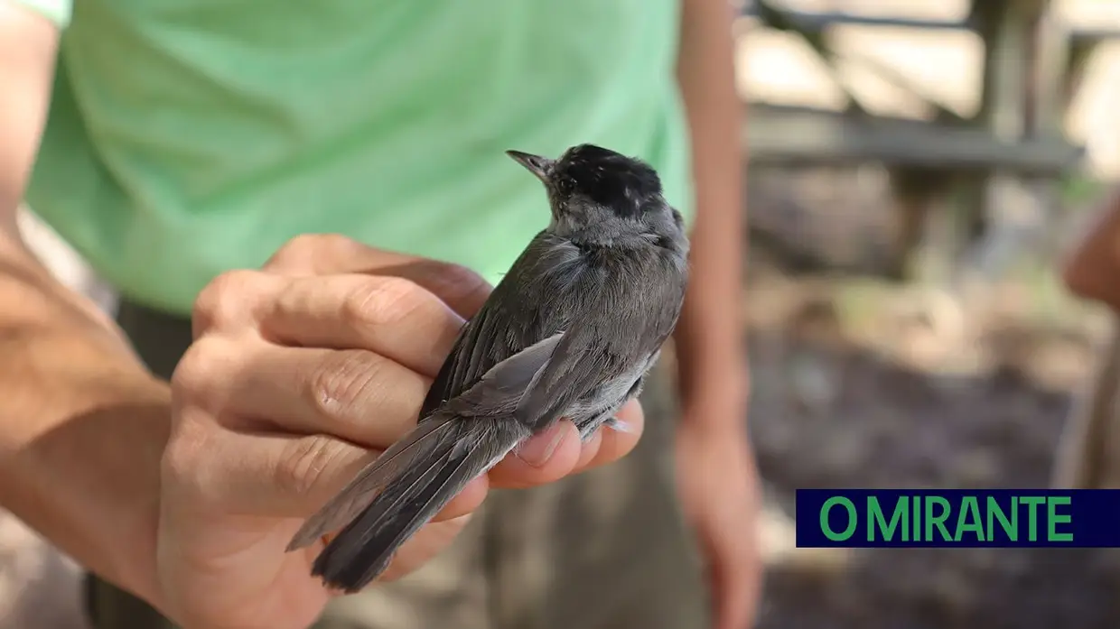 Vigilantes da Natureza alertam para falta de efectivos