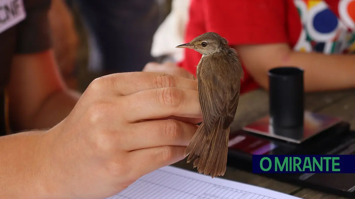Vigilantes da Natureza alertam para falta de efectivos