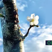 A cerejeira da minha infância
