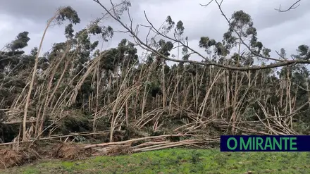 Tomar investe 260 mil euros na recuperação da floresta
