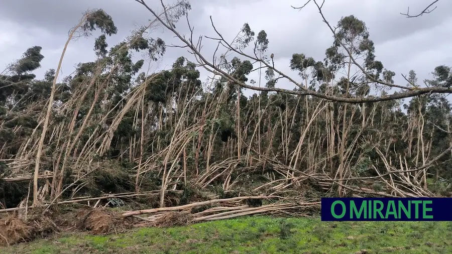 Tomar investe 260 mil euros na recuperação da floresta