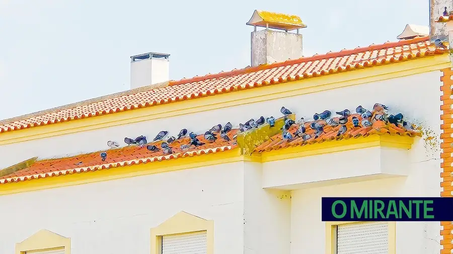 De Coruche para Benavente em voo directo