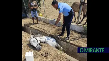 Égua resgatada de vala após quatro horas de operação