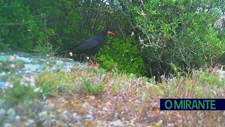 Gralha-de-bico-vermelho é símbolo vivo das Serras de Aire e Candeeiros