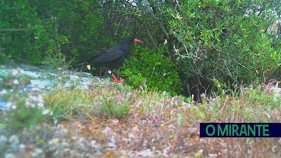 Gralha-de-bico-vermelho é símbolo vivo das Serras de Aire e Candeeiros