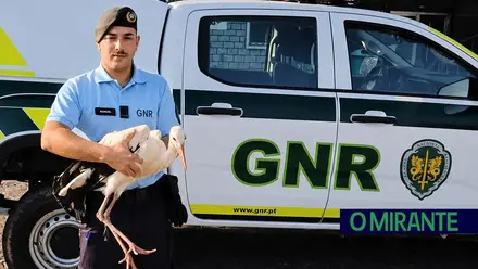 Alerta de populares leva GNR a resgatar cegonha em Mação