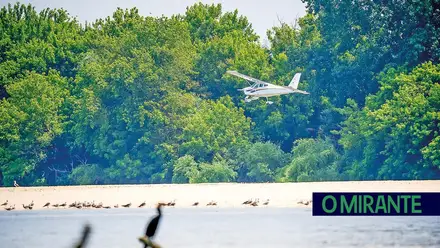 Fotógrafo denuncia vôos rasantes de avionetas sobre colónia de aves no Tejo