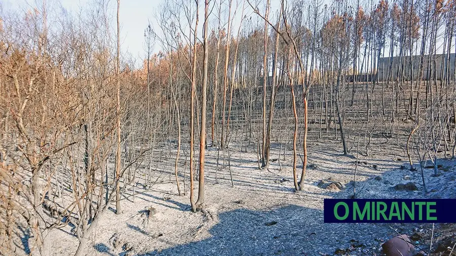 Cinco concelhos da região somam oito anos de incêndios com impacto territorial extremo