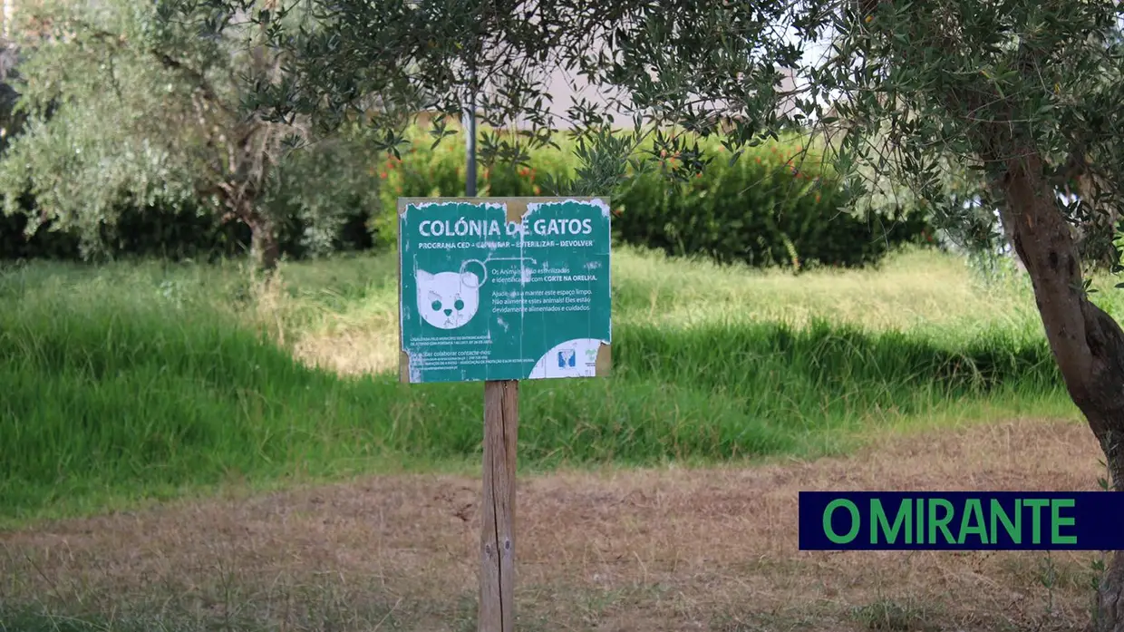 Dia Mundial do Gato: entre colónias, cuidados e muitos desafios