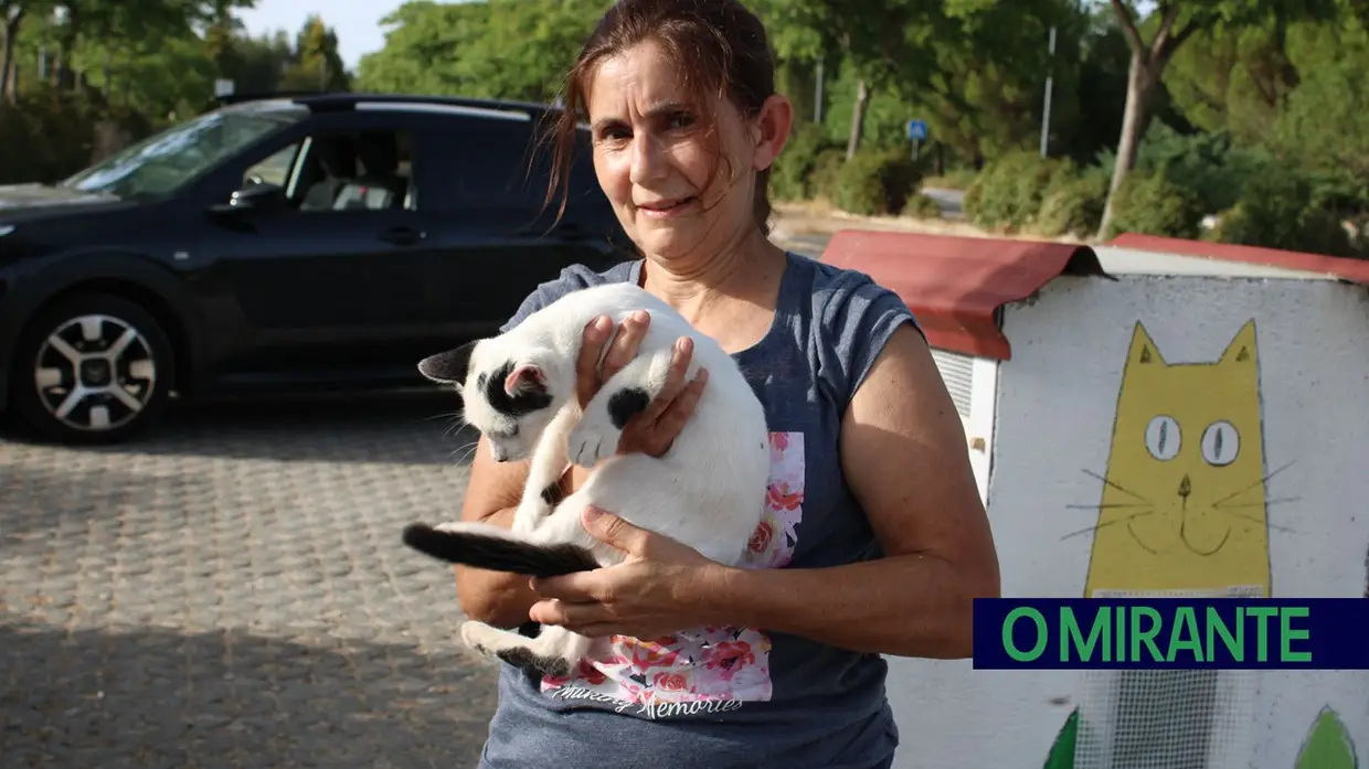 Dia Mundial do Gato: entre colónias, cuidados e muitos desafios