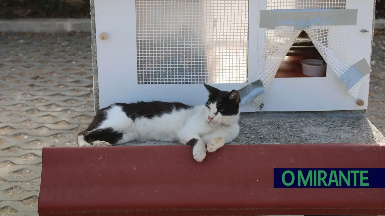 Dia Mundial do Gato: entre colónias, cuidados e muitos desafios