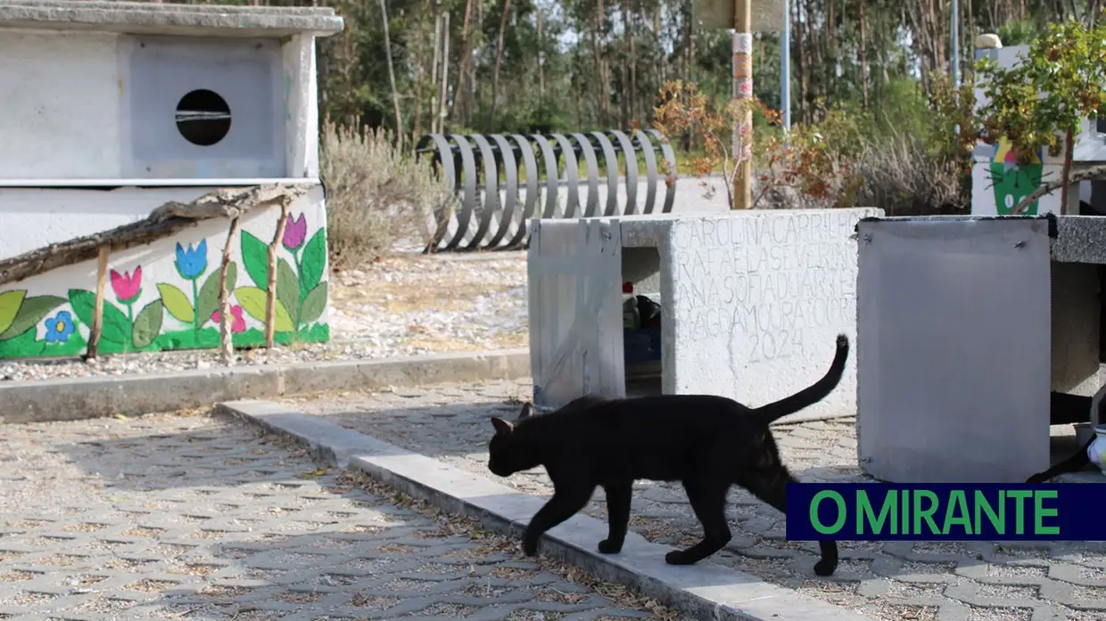 Dia Mundial do Gato: entre colónias, cuidados e muitos desafios