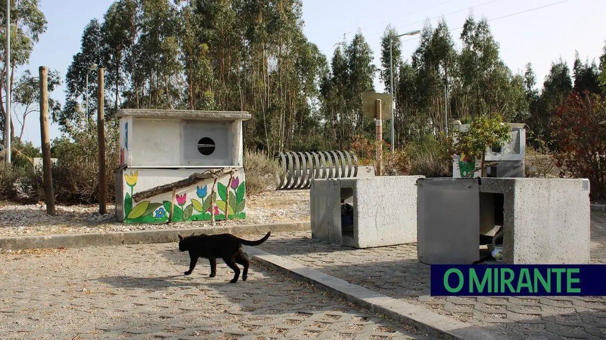 Dia Mundial do Gato: entre colónias, cuidados e muitos desafios