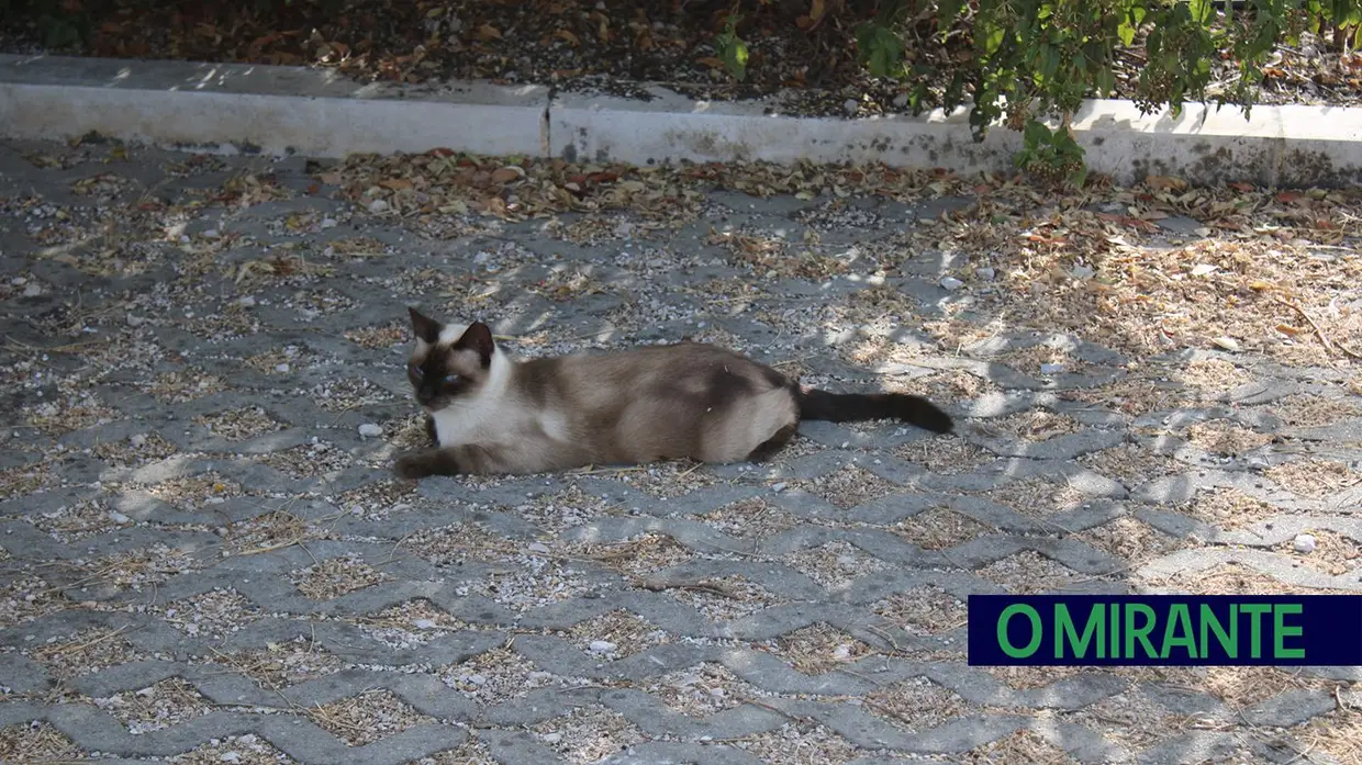 Dia Mundial do Gato: entre colónias, cuidados e muitos desafios