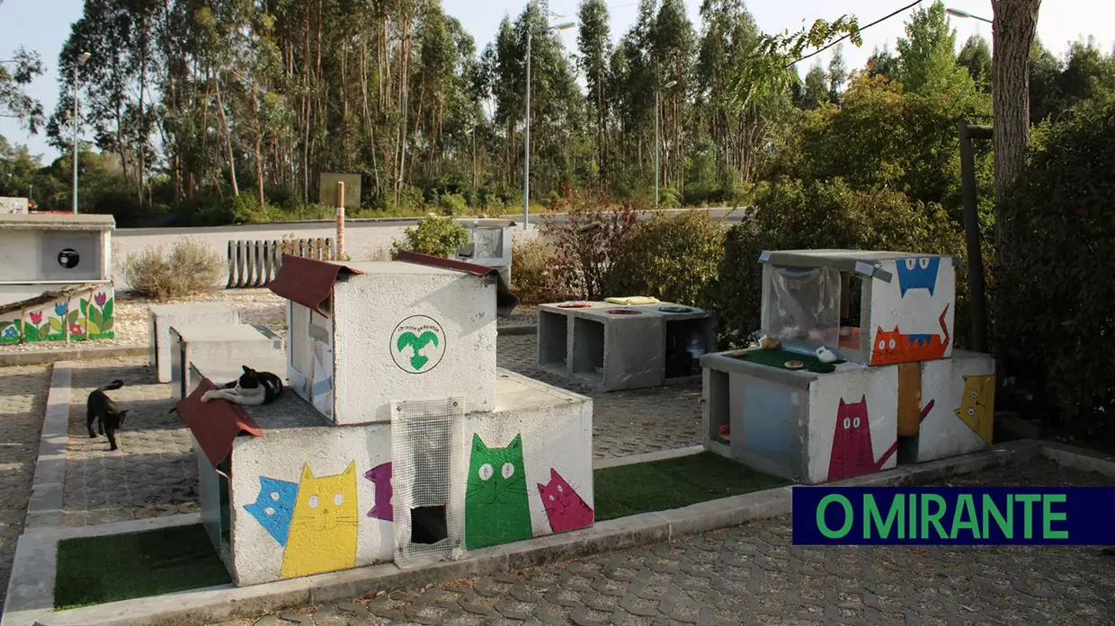 Dia Mundial do Gato: entre colónias, cuidados e muitos desafios