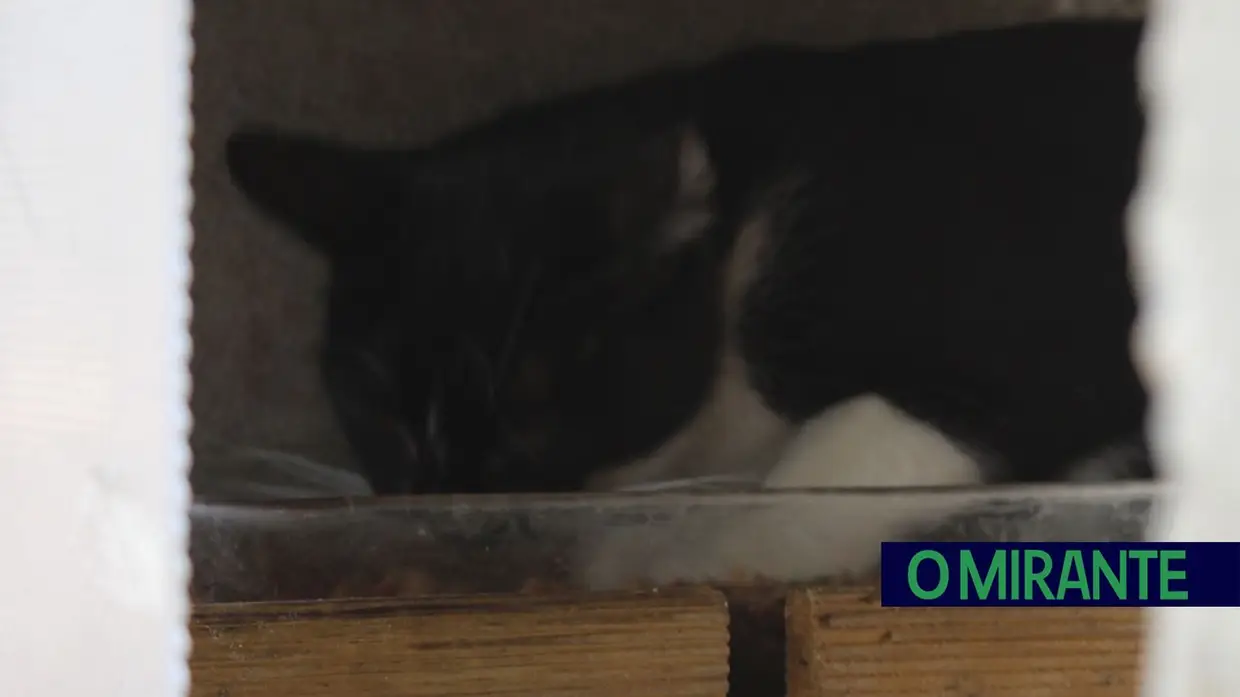 Dia Mundial do Gato: entre colónias, cuidados e muitos desafios