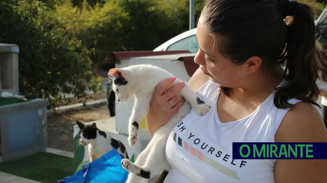 Dia Mundial do Gato: entre colónias, cuidados e muitos desafios