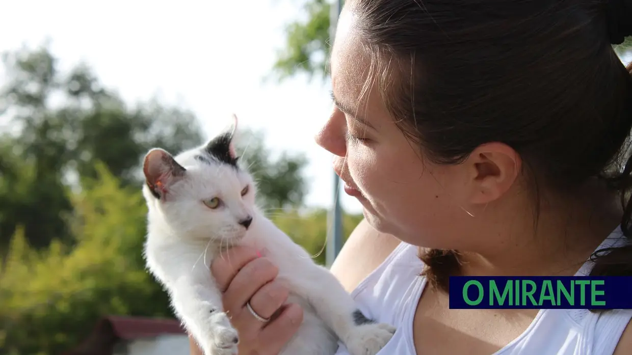 Dia Mundial do Gato: entre colónias, cuidados e muitos desafios