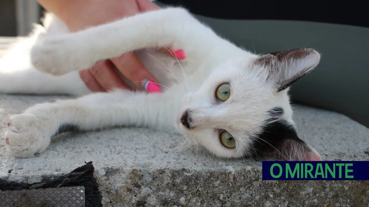 Dia Mundial do Gato: entre colónias, cuidados e muitos desafios