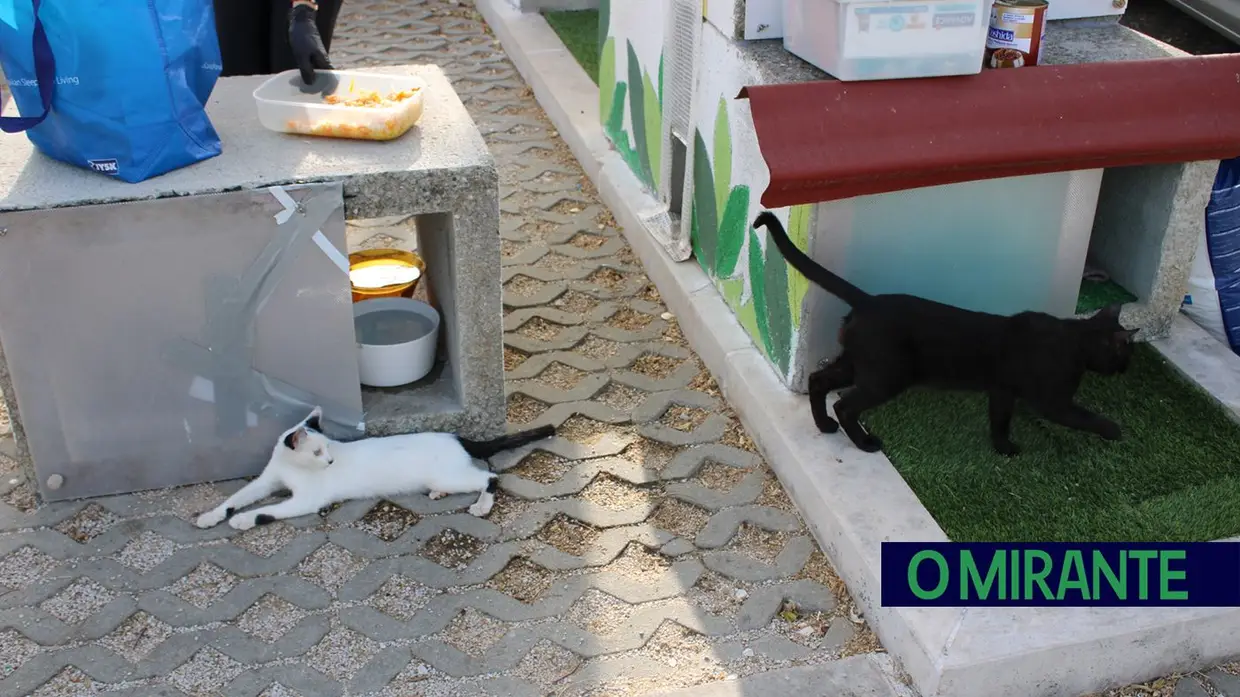Dia Mundial do Gato: entre colónias, cuidados e muitos desafios