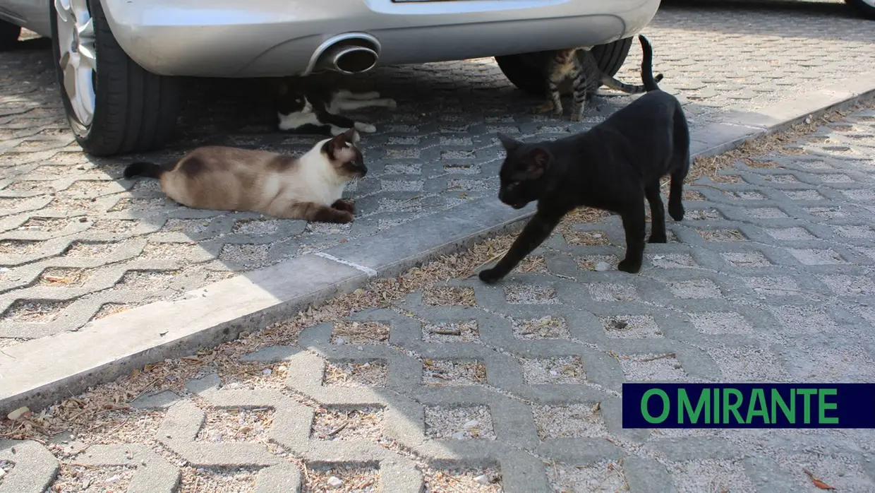 Dia Mundial do Gato: entre colónias, cuidados e muitos desafios