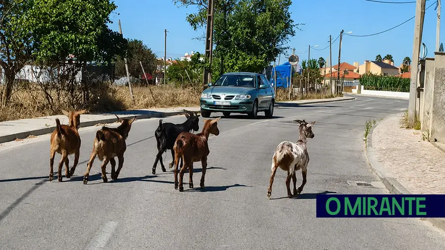 Quem deixou fugir as cabras em Samora Correia?