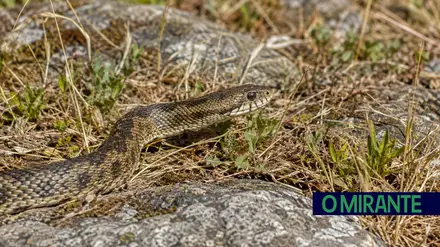 serpente cobra ilustrativ
