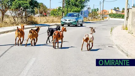 Samora Correia abre as portas ao turismo caprino