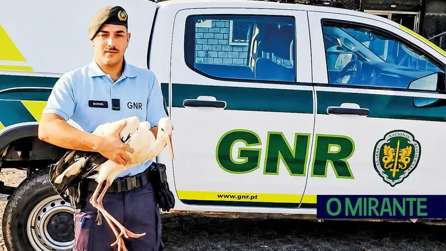 Alerta de populares leva GNR a resgatar cegonha em Mação