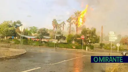 Raio provoca incêndio ao atingir palmeira em Rio Maior