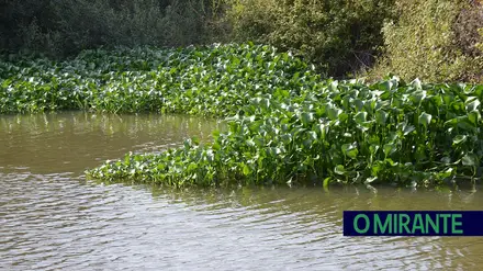 Benavente avança com limpeza de jacintos no rio Sorraia