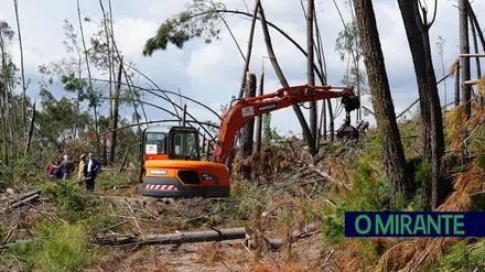 Câmara de Ourém quer retirar até Outubro madeira deixada pela tempestade