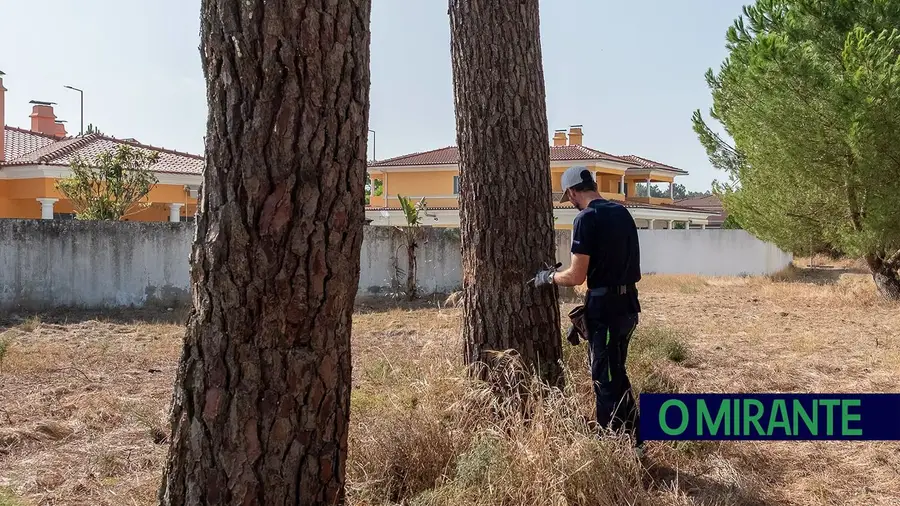 Campanha de desinfestação da lagarta-do-pinheiro decorre em Benavente