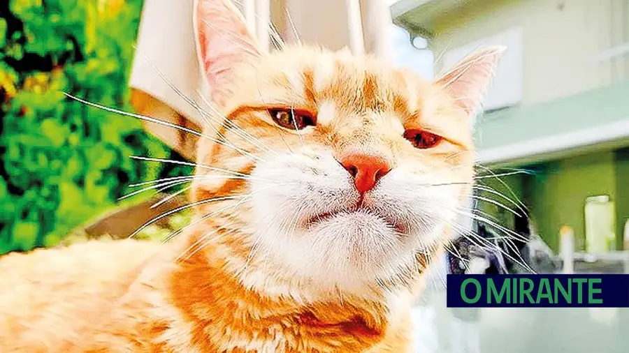 Miau!